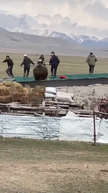 С мишками не шутят смотреть онлайн