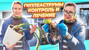 ОНИ ДОЛЖНЫ ЗАЦВЕСТИ! Гиппеаструмы инспекция, обработка, покой плюс обзор сада 26 апреля