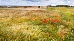 Степь  Стихи Видео Виктор Поживин 17.04.20.