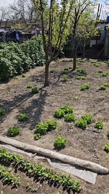 Приехали к Бабушке в п. Затеречный.