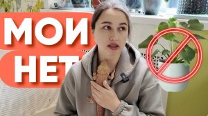 Почему я не куплю эти растения?