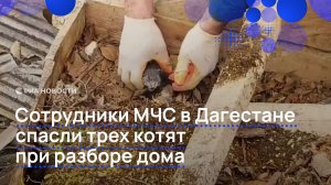 Сотрудники МЧС в Дагестане спасли трех котят при разборе дома