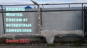 Возвратные заморозки | Спасаю кусты винограда