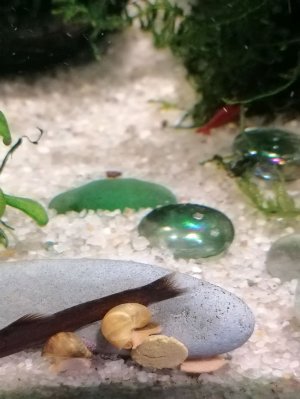 Улитки и не только