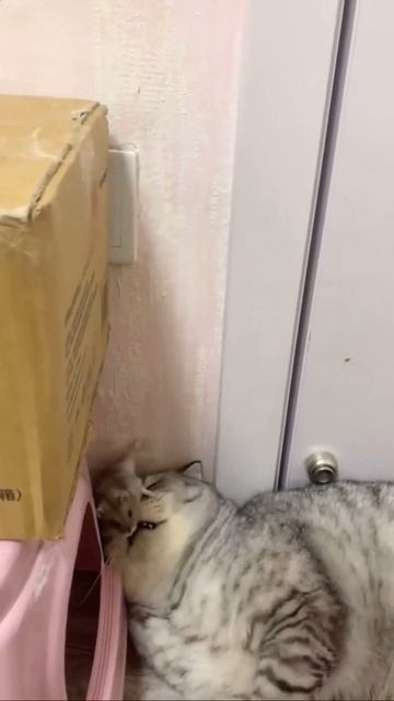 Автор: Gatocatsp