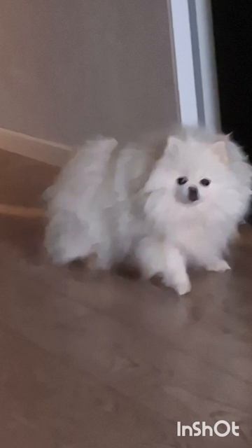 Пушистый комочек счастьяМокрый нос и миллион обнимашекШпицБуль Ресничка ШпицБуль шпиц соба