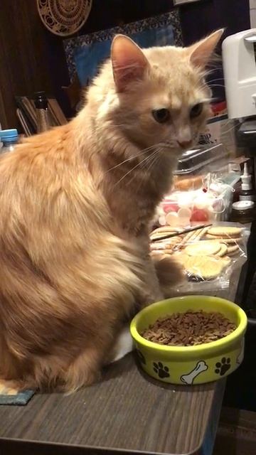 Санкт-Петербург. 26.04.2026. Завтрак Персика