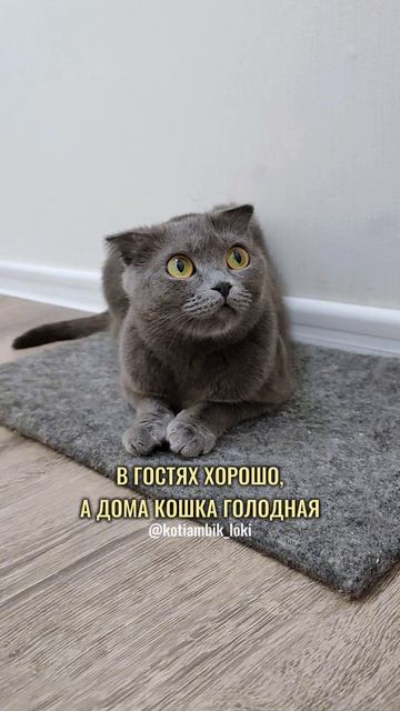 Кошачьи пословицы и поговорки🤗