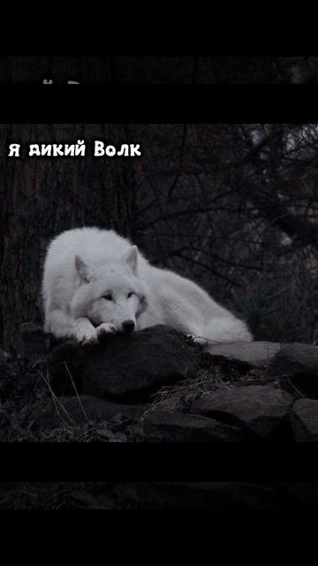 я дикий Волк