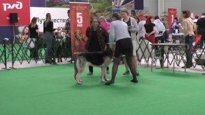 Ольвал Дэнис Стронг