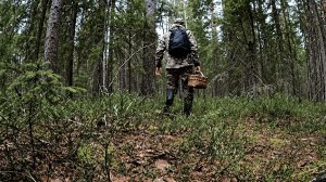 Грибник зашел в ЕЛИ и ОБАЛДЕЛ! Гриб на грибе ТАКОГО НЕ ОЖИДАЛ! Грибы и Лес Сказочная Карелия