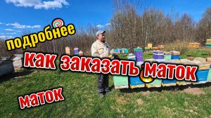 Условия продажи маток #пчеловодство #топ