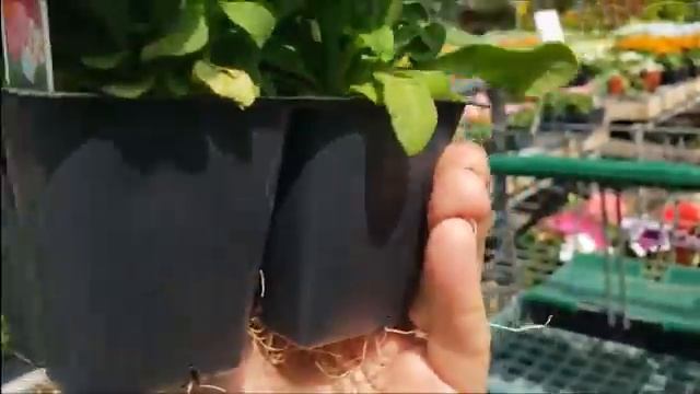 Садовый шопинг в США Что продают и по каким ценам Впервые посажу виноград в США что я купила