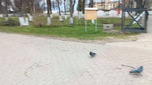 #травка зеленеет красота в парке