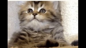 Детские песни. Кот и цветок