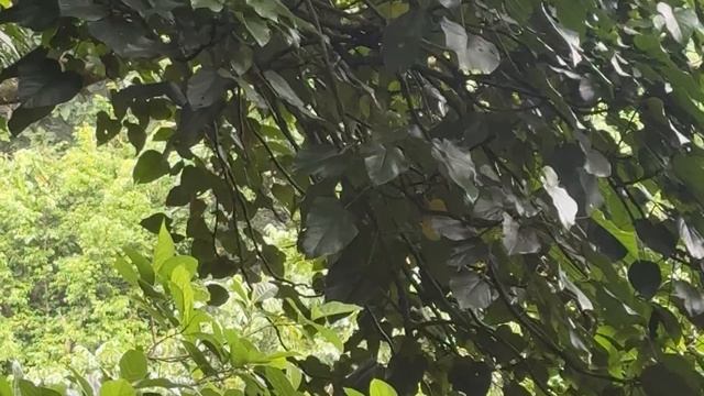 Лес обезьян в Убуде. Бали.