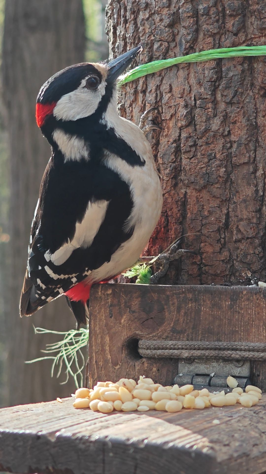 Голодный дятел