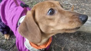 Рыбалка и прогулка в лесу