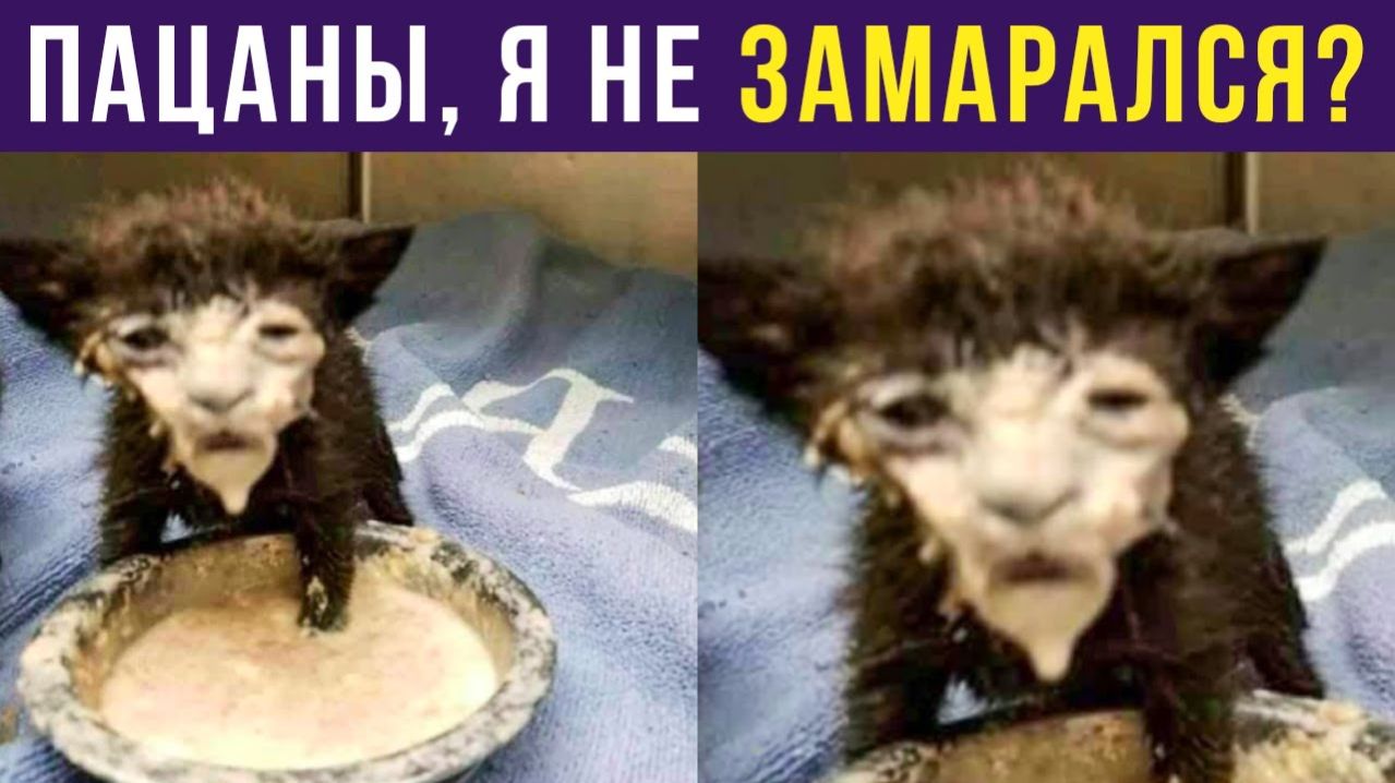 ПАЦАНЫ, Я НЕ ЗАМАРАЛСЯ?) Приколы с котами