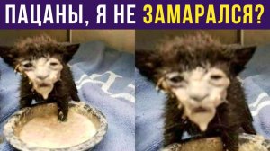 ПАЦАНЫ, Я НЕ ЗАМАРАЛСЯ?) Приколы с котами