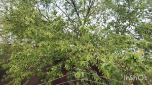 Куриное хобби.  Живя на юге замерзаем 🤭