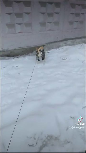 ОСКАР - Я СОЛДАТ