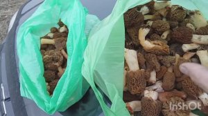 Сморчки 2026/ Остатки сладки