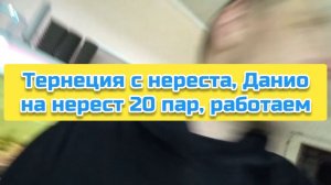 Тернеция с нереста, Данио на нерест 20 пар, работаем