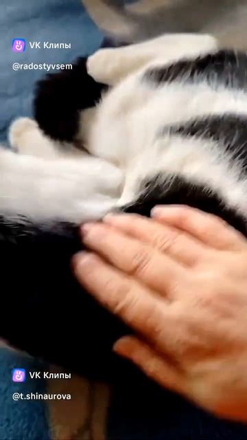 Будни рукодельницы и кошатницы.