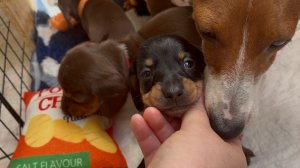 Выдала игрушки щенкам на ознакомление