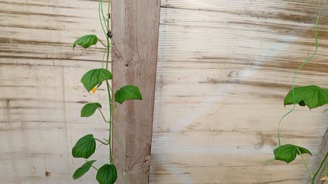 дела домашние 26апреля