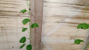 дела домашние 26апреля