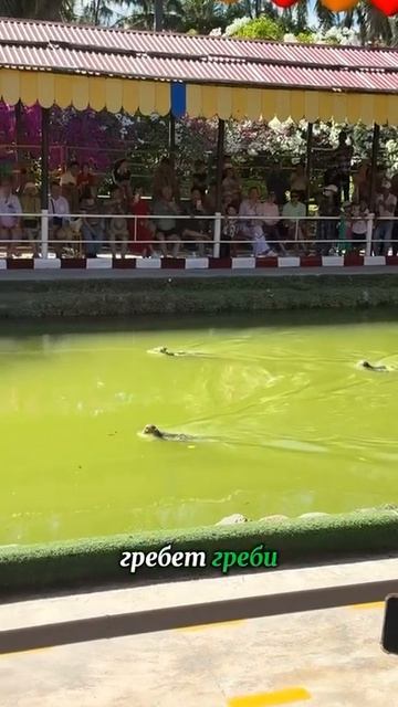 💦Во Вьетнаме  вместо скачек ставят на заплывы обезьян🐒