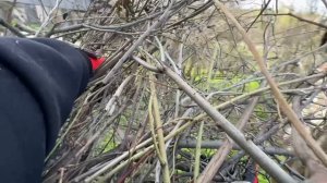 Жить в деревне — значит сосуществовать с лесными жителями 🤗😁