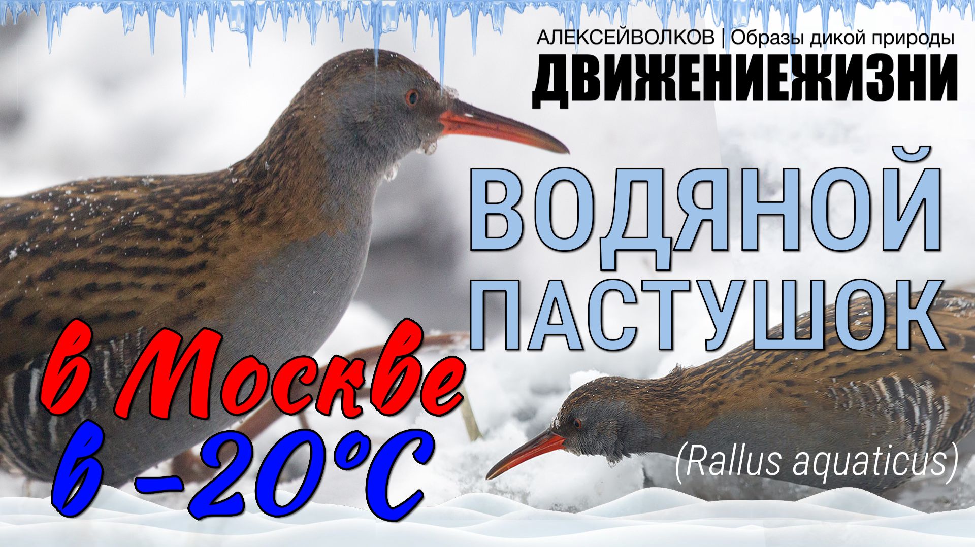 Водяной Пастушок (Rallus aquaticus) в Москве на зимовке, февраль, минус 20 градусов мороза