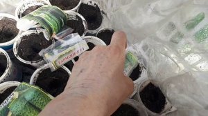 Рассадный 26,посев огурчиков.