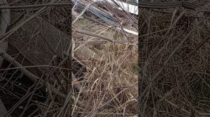 изучение проклятый куклы часть 2