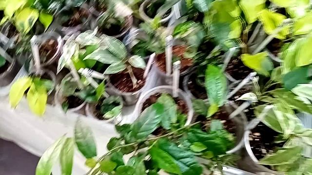 Выставка в Краснодаре 25-26 апреля. ТРЦ Галактика, часть 1.