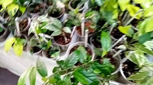 Выставка в Краснодаре 25-26 апреля. ТРЦ Галактика, часть 1.