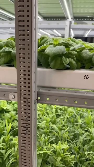 Вертикальная ферма Иркутск сейчас. Даогрин Daogreen. Проектирование и запуск вертикальных Сити ферм