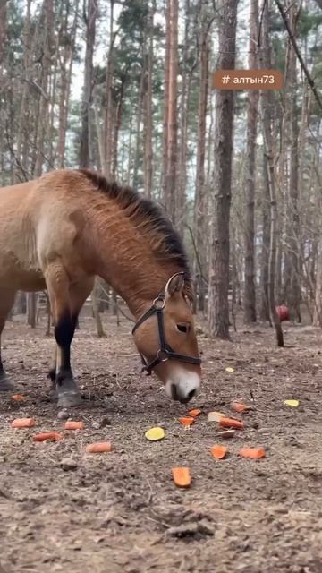 🐎 Жеребец Алтын из ульяновского зоопарка красуется и завтракает
