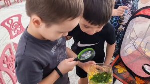 Тропические бабочки и "Непоседы"