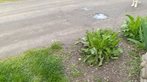 Цыганские собачки прибежали