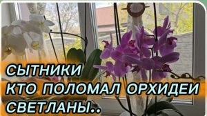 САМВЕЛ АДАМЯН, СЫТНИКИ, КТО ПОЛОМАЛ ОРХИДЕИ СВЕТЛАНКИ..