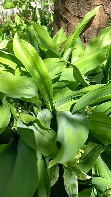 26-04-2026 У нас  зацветают ландыши