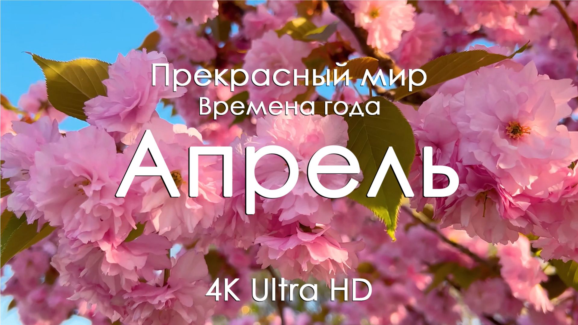 Апрель в цвету 4K Ultra HD | Сакура, весенние сады и пробуждение природы
