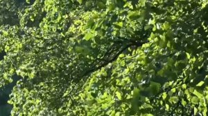 Моя малая родина. Авторская песня.mp4