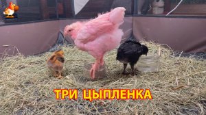 Три цыплёнка разных пород устроили пир на соломе 🐥 (1)