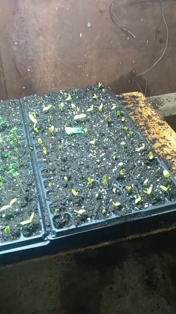 не красивый но зато честный обзор