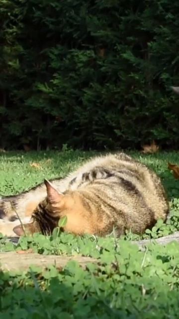 Кот и собака :друзья или враги?...#пушистыйдруг #вреки #кот #собака #питомцы